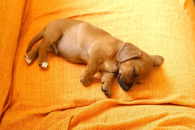 Welpe schläft friedlich auf der Couch