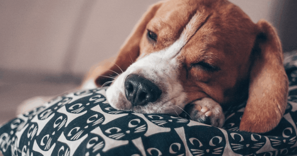 Welpe zieht ein – Welpe kuschelt sich am ersten Tag in eine weiche Decke