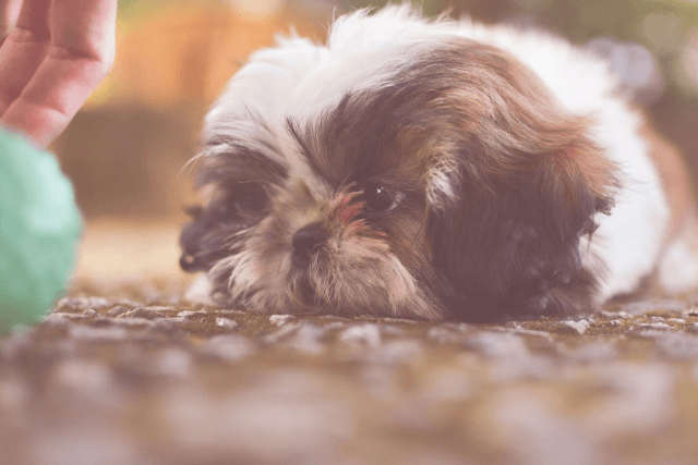 Welpe beißt ständig - Hundehalterin trainiert sanft mit ihrem Welpen mit Spielzeug