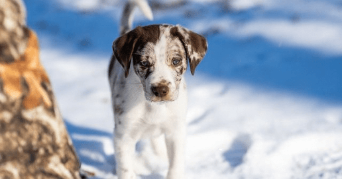 Welpe im Winter: So kommt dein kleiner Freund gut durch die kalte Jahreszeit