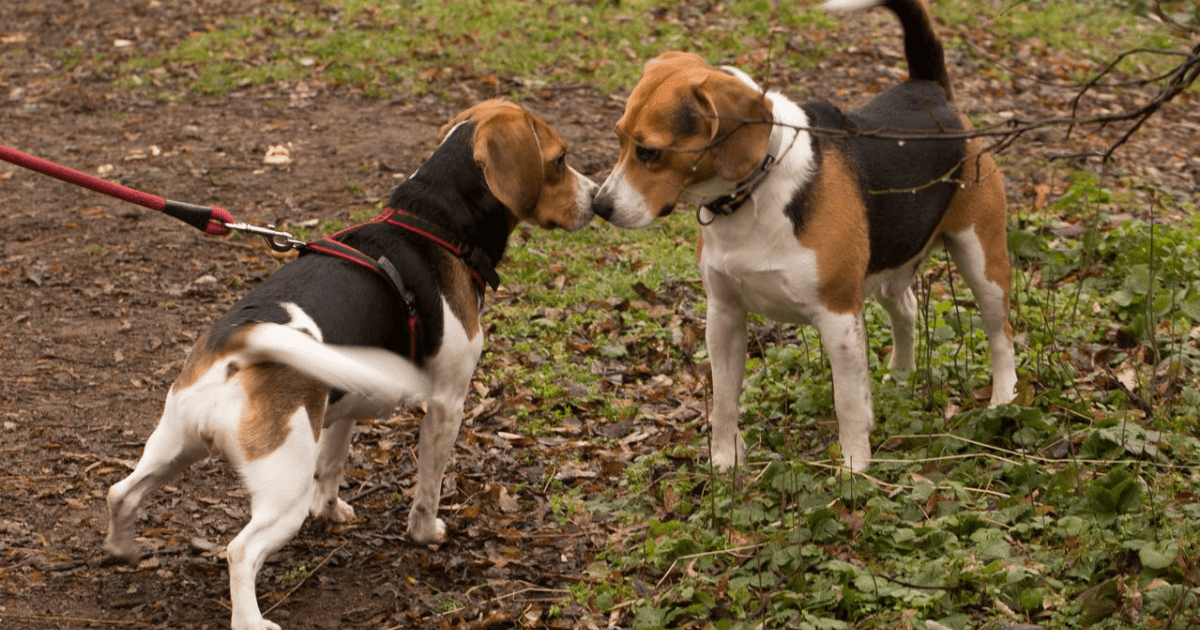 Welpe sozialisieren: So wird dein Hund sicher & entspannt