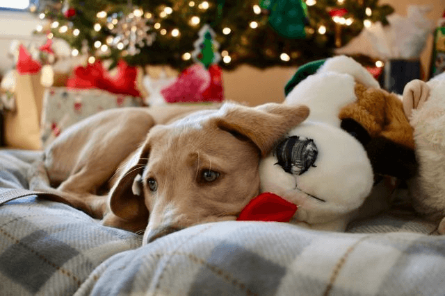 Weihnachten mit Welpen - Entspannter Welpe liegt vor einem Weihnachtsbaum auf einer weichen Decke