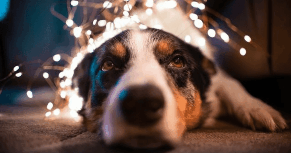 Silvester mit Welpe