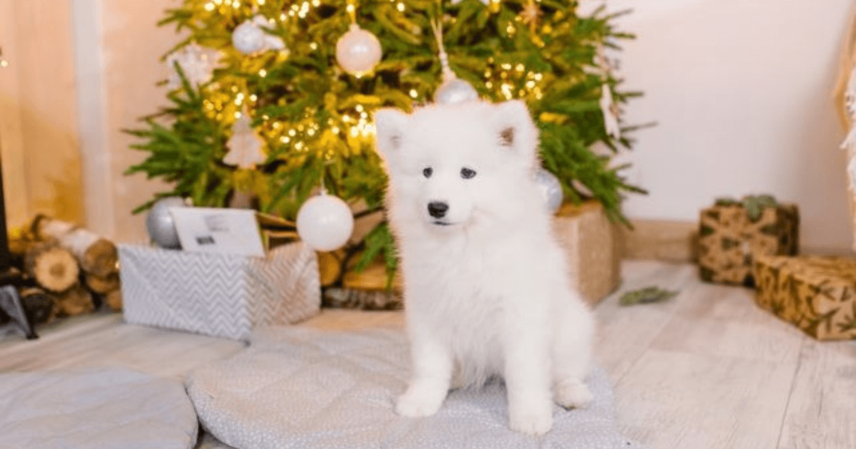 Weihnachten mit Welpen: So wird das Fest entspannt und sicher