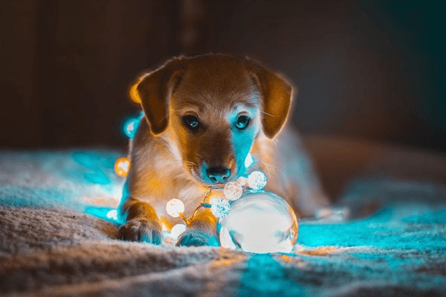 Welpe spielt mit Christbaumschmuck