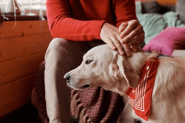 Ruhige Hundebesitzerin beruhigt Welpen während des Feuerwerks an Silvester